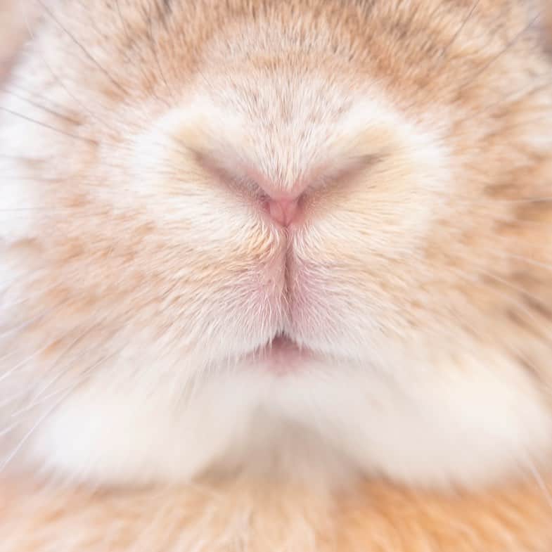 のインスタグラム：「何回見ても、何回撮っても…良きです！╰(*´︶`*)╯♡ ちなみに私は #鼻パカ  推しです❤️ ＊ ＊ ＊ #うさぎ #rabbit #bunny #ふわもこ部  #WeeklyFluff #igersjp  #tokyocameraclub #東京カメラ部  #神戸カメラ部  #bunnystagram  #myfujilove  #今日もx日和 #xt3 #xf90mmf2  #うさぎ部 #ホーランドロップ #hollandlop  #ファインダー越しの私の世界 #art_of_japan #aoj_bokeh」