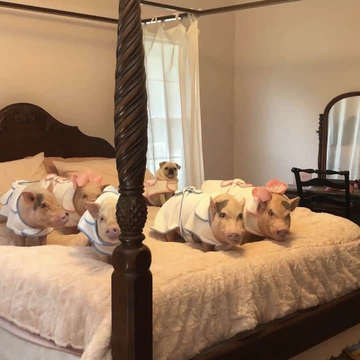 のインスタグラム：「We just got a bath and decided it was a great morning to hang out in our bath robes and watch a movie (that way we will stay clean for at least two hours😂). Don’t squeal on us, but Pop is going to call and have a pizza delivered as soon as they open. MOM!!! Will you piggy please start Babe for us.🛁📺🍕🐷🐷🐷🐷🐷🐶 . Huge thOINKs to @harrybarker_co for sending us these adorable robes. We may never get dressed again! We linked them in our bio for anyone who may want to get one. And great news for our piggy friends, they run BIG with plenty of neck room. We recommend going down a size. #vanitysizing #harrybarker #Pigtailthepug #PoseyandPink #PiggyPenn #PrissyandPop」
