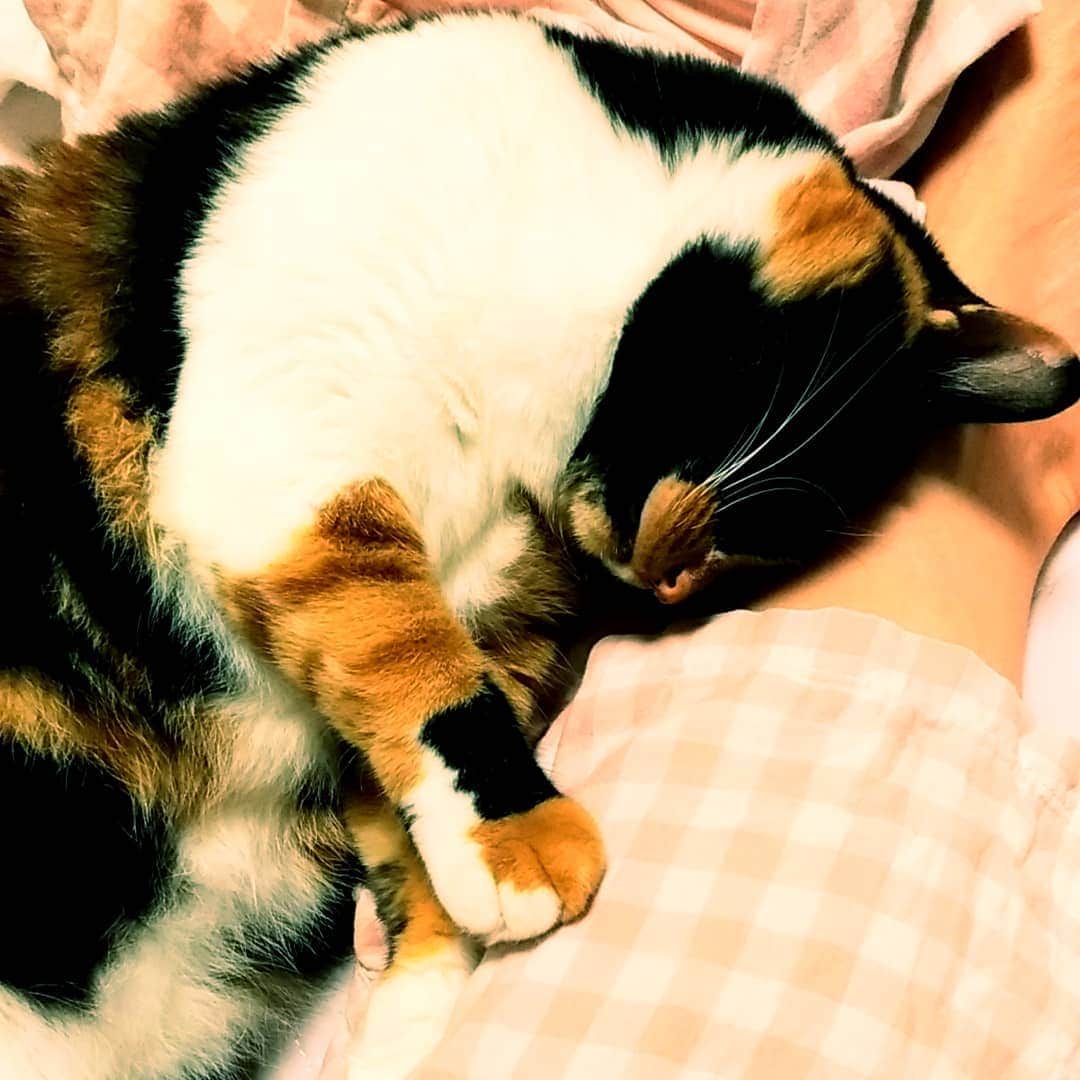 高口里純さんのインスタグラム写真 - (高口里純Instagram)「ぐぅ💤🐱 #猫#ねこすたぐらむ #にゃんすたぐらむ #三毛猫#おやすみなさい💤  #cat#kitty#pet#goodnight」7月10日 23時33分 - takaguchijay