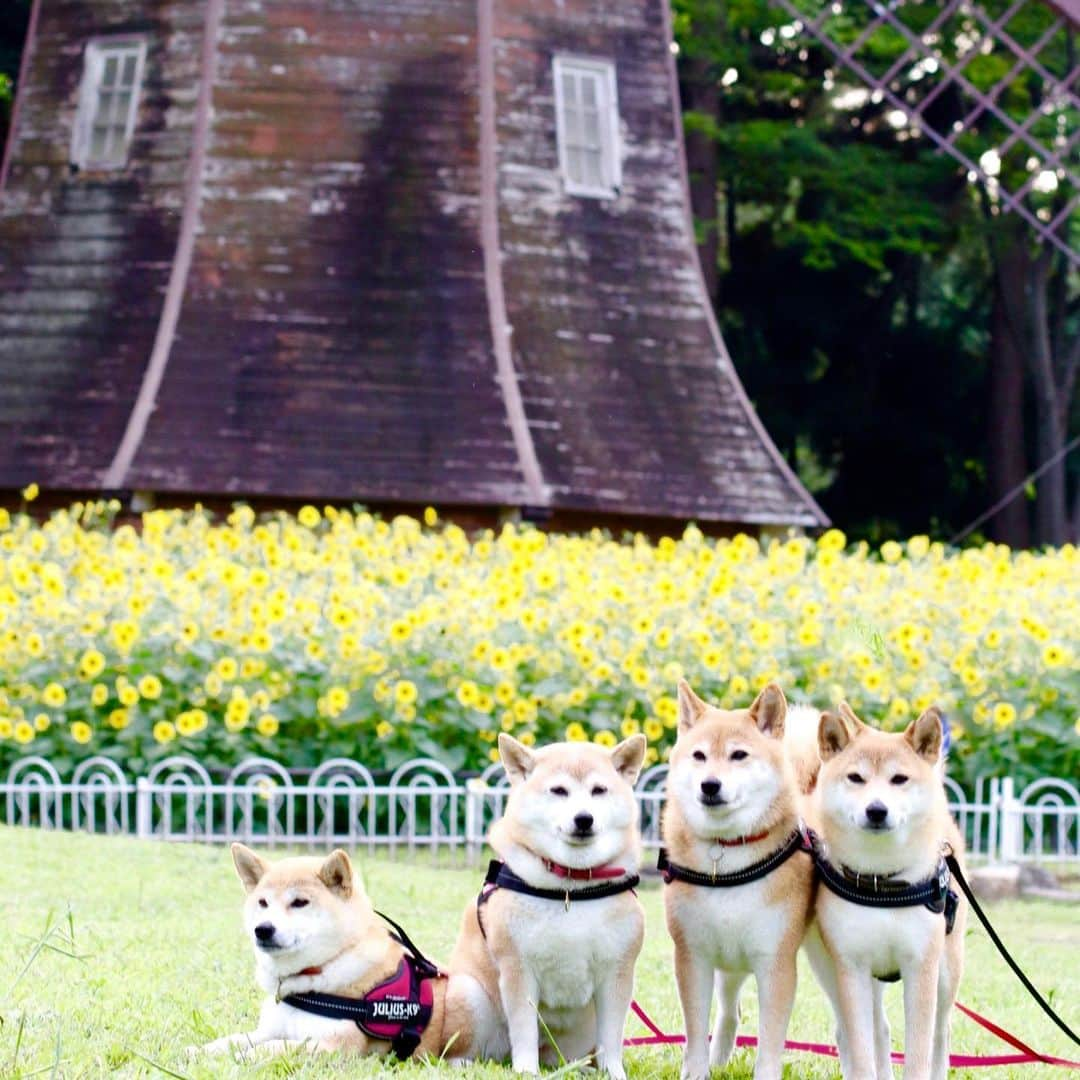 linnmamaさんのインスタグラム写真 - (linnmamaInstagram)「向日葵🌻満開、お城の公園😊〜スワイプしてね😊〜ボンちゃんのママさん @maibon113  がインスタで「向日葵🌻満開」って教えてくれたので、夕方散歩でGO🚙〜①向日葵🌻満開で〜す💕〜②咲いているのは風車の前〜③4柴たちも並んでみたよ😍〜④花活だけじゃなくて、クン活もしっかりしましたよ🥰  #柴犬#dog#柴犬凜の勇気凜々every day#shibastagram#花活#向日葵#クン活」7月10日 23時31分 - linnmama