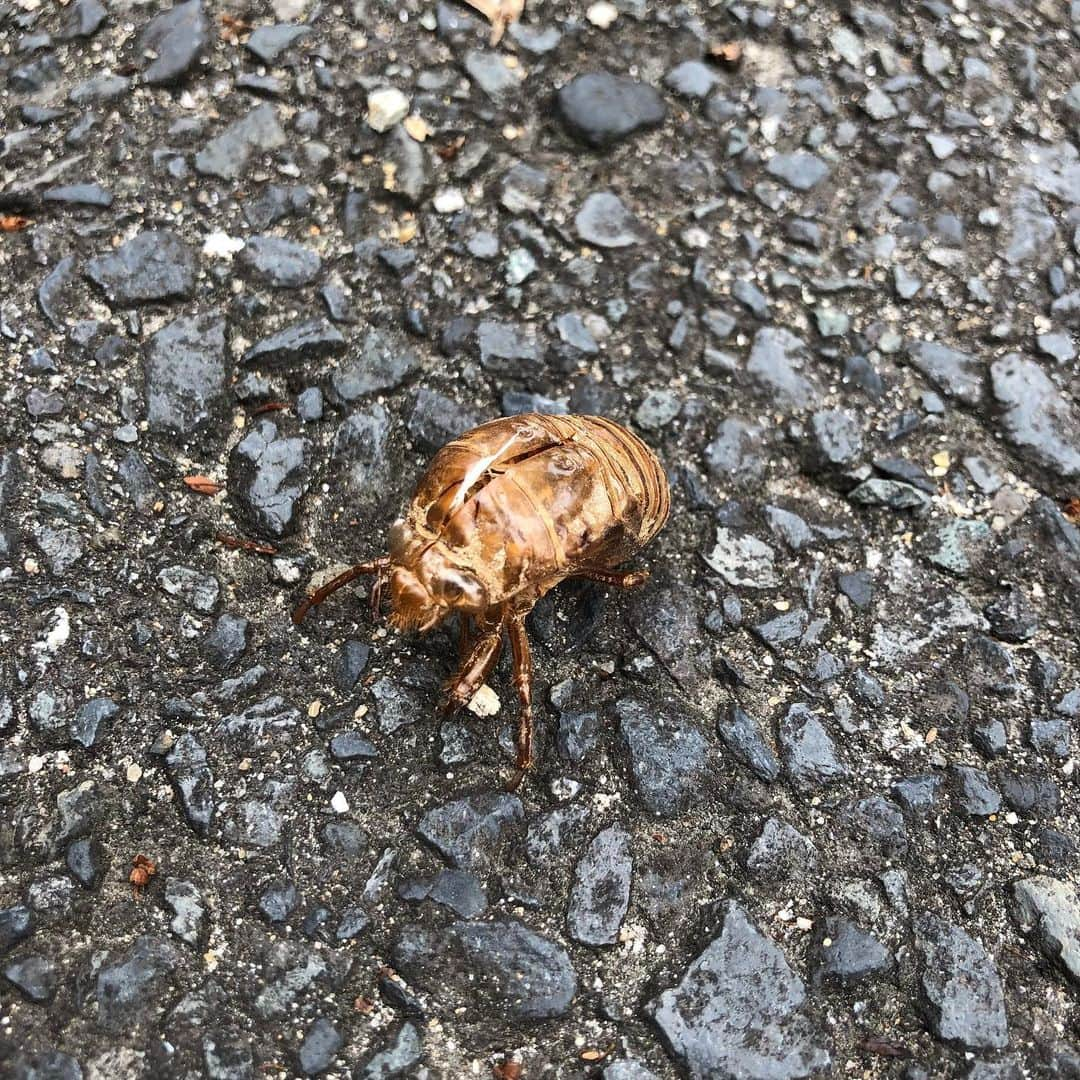 浅香圭（コラゾン）さんのインスタグラム写真 - (浅香圭（コラゾン）Instagram)「Cicada shell☆  メスで切られた俺の 尻のように‥  パックリ 開いてやがる。。w  完全体にならなければ‥  ぶぇぇぇっっ！！w  #graffiti#らくがき#art#cicada #イラスト#お弁当#マンガ#アート #漫画#演劇#モデル #イケメン#芸能#画家 #パン#舞台#新宿#カメラ #japan#ラーメン #おかず#うどん #イベント#tshirts #グッズ#撮影#昆虫 #ヘアスタイル #artwork#映画」7月10日 23時34分 - keiasaka