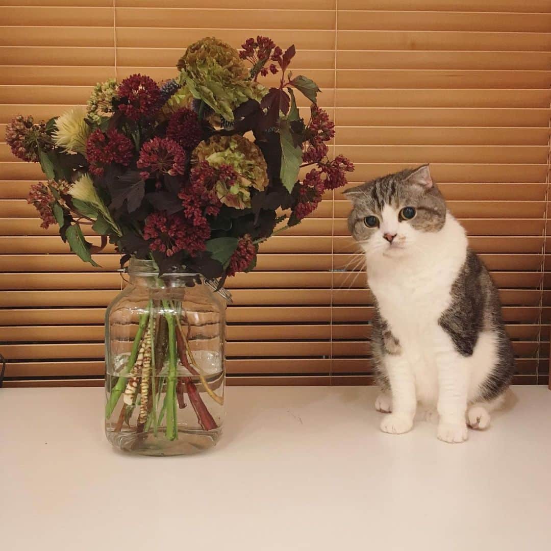 ミツバ&フックのインスタグラム：「あのお花屋さん、また来ないかしら #ilovecat」