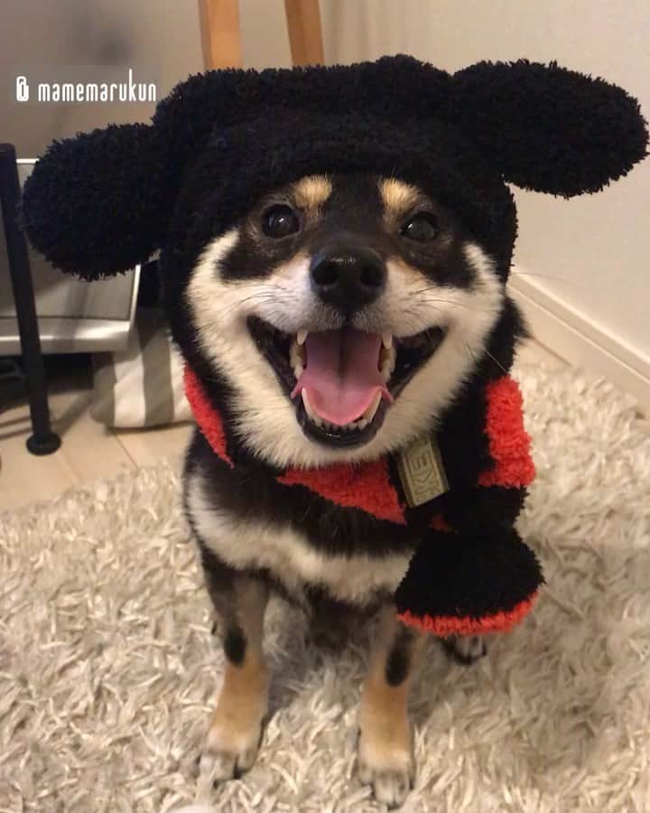 まめ丸のインスタグラム：「* * どこかがおかしい ミッキーマウス🐶💓 * mickey mouse🐶💓 * #なんかちがう #お耳かな * #柴犬#豆柴#柴#黒柴#犬#ふわもこ部#shiba#shibainu#shibastagram#shibadog#puppy#instadog#dogstagram#dog#instashiba#petstagram#pet#cutepetclub#강아지#멍스타그램#mickeymouse#mickey#doglover#ilovemydog#weeklyfluff#まめ丸かぶりもの#ミッキーマウス#ミッキー」