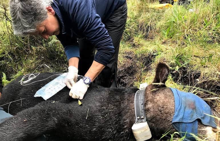 スミソニアン国立動物園さんのインスタグラム写真 - (スミソニアン国立動物園Instagram)「🛰️ Why is this mountain tapir wearing a collar? His movements and behaviors are being tracked via satellite! This information helps Smithsonian Conservation Biology Institute scientists study the elusive animal’s biology and find solutions to help animals and people coexist in their native habitat. 🔬STORY: https://s.si.edu/2XGKevU. (Link in bio.) 📸 When animals are anesthetized, veterinarians cover their eyes to minimize visual stimulation. Dr. Lisa Ware is administering fluids to help ensure a smooth recovery from anesthesia.」7月11日 0時22分 - smithsonianzoo