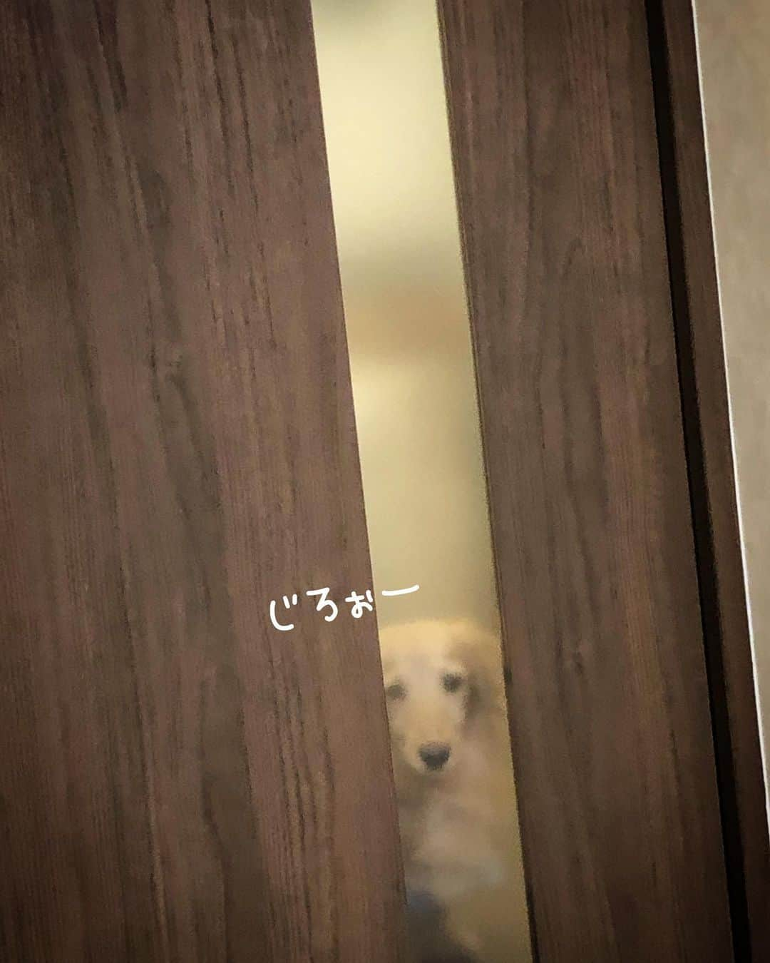 チズさんのインスタグラム写真 - (チズInstagram)「何やかんや言いながら ずっーと♨️待っててくれる🐶❤️ らぶ♡  #愛感じます 💕 #風呂待ち  #出待ち #安否確認  #旅は犬連れ 🐕💨 #インスタ不具合 😑 #いいね👍が出来るしあわせ 😍  #Mダックス#ダックス#ミニチュアダックス #親父犬#シニア犬#ミニチュアダックスフンド #ミニチュアダックスクリーム#短足部 #短足犬#カニンヘンダックス #ダックス13歳#カニンヘンダックスフンド#犬は家族#犬のいる生活#インスタでわんこみるのが日課 ♡♡」7月11日 0時43分 - sqi.chizu