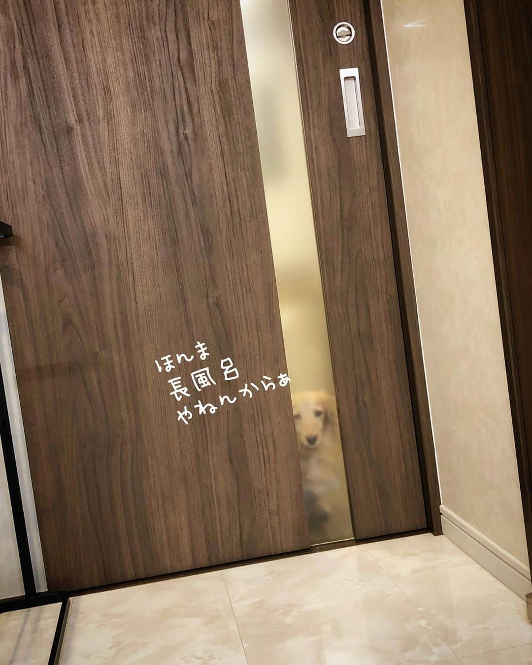 チズさんのインスタグラム写真 - (チズInstagram)「何やかんや言いながら ずっーと♨️待っててくれる🐶❤️ らぶ♡  #愛感じます 💕 #風呂待ち  #出待ち #安否確認  #旅は犬連れ 🐕💨 #インスタ不具合 😑 #いいね👍が出来るしあわせ 😍  #Mダックス#ダックス#ミニチュアダックス #親父犬#シニア犬#ミニチュアダックスフンド #ミニチュアダックスクリーム#短足部 #短足犬#カニンヘンダックス #ダックス13歳#カニンヘンダックスフンド#犬は家族#犬のいる生活#インスタでわんこみるのが日課 ♡♡」7月11日 0時43分 - sqi.chizu