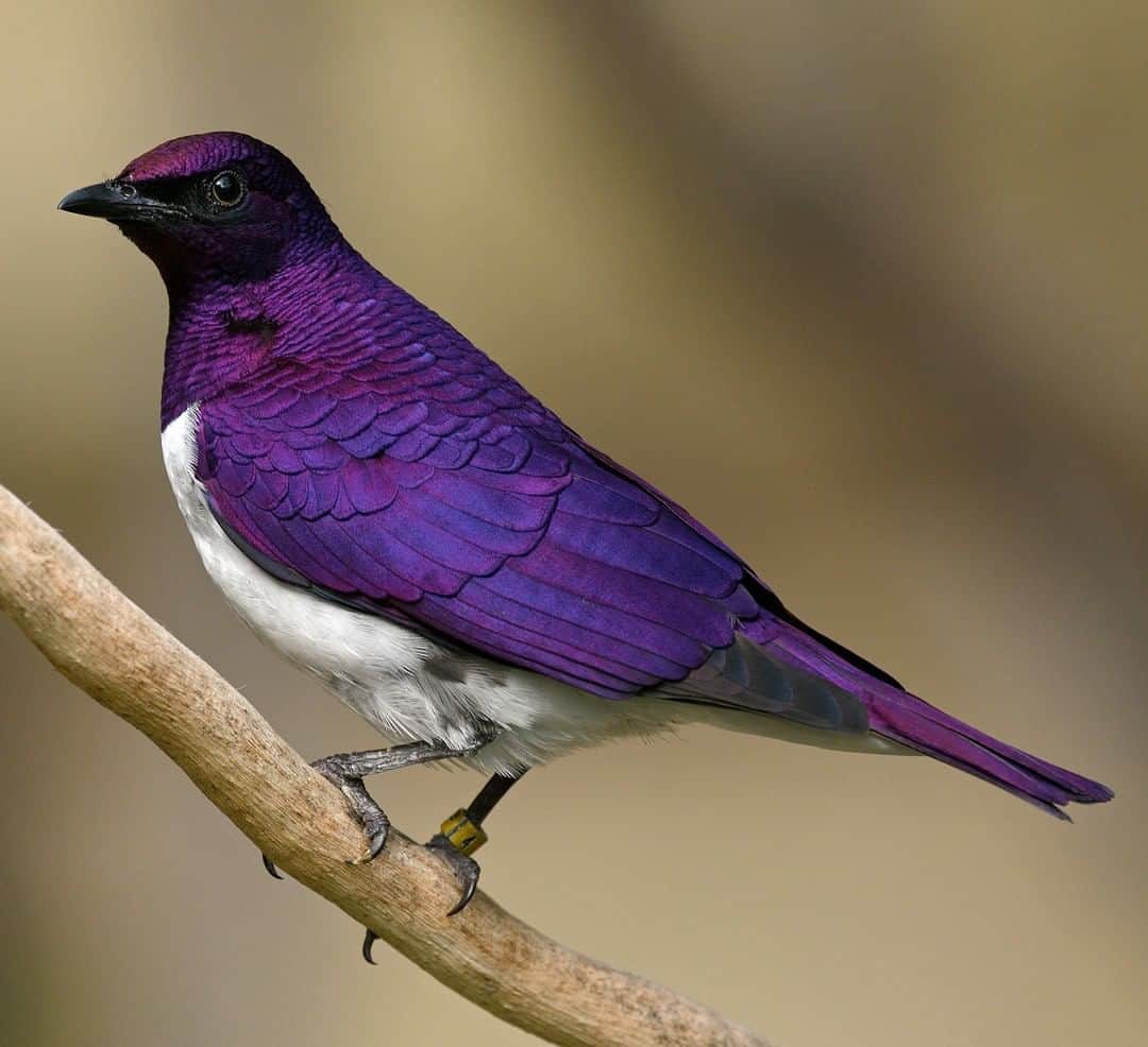 San Diego Zooさんのインスタグラム写真 - (San Diego ZooInstagram)「Guess why this bird is called a violet-backed starling. 🧐 📷: Mike Wilson #WingedWednesday #SDZooAfricaRocks #StellarStarling #birdstagram #birdsofinstagram #sandiegozoo」7月11日 1時01分 - sandiegozoo