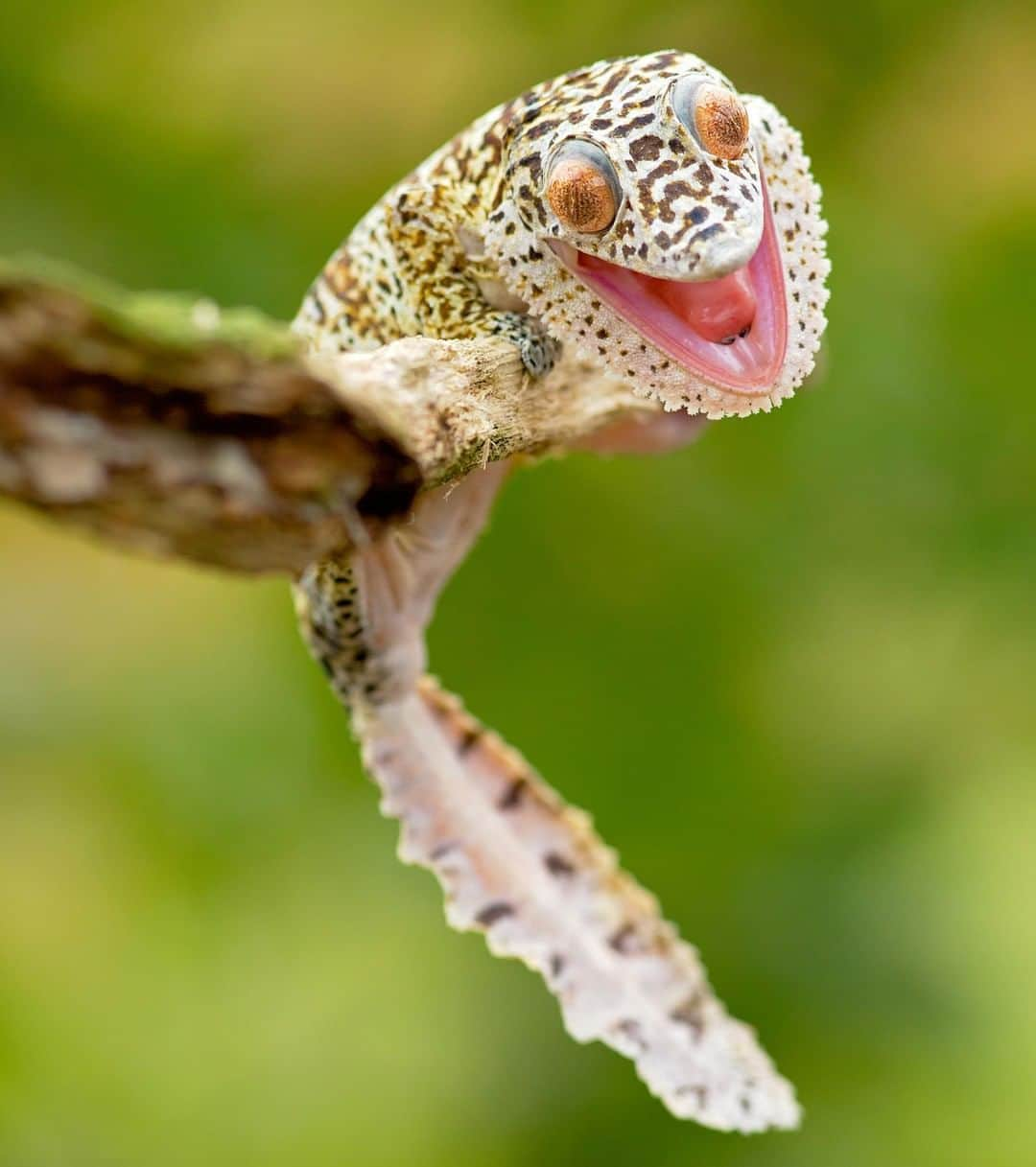 アニマルプラネットさんのインスタグラム写真 - (アニマルプラネットInstagram)「Aren't this leaf-tailed gecko's eyes AMAZING?! These lizards have big eyes with vertical pupils that are specialized in catching bugs at night. . . . . . . #animalplanetupclose #animalsofinstagram #animalplanet #animaloftheday #wild #wildlife #outdoors #animals #wildanimals #conservation #nature #animallovers #instanature #wildgeography #gecko」7月11日 1時00分 - animalplanet