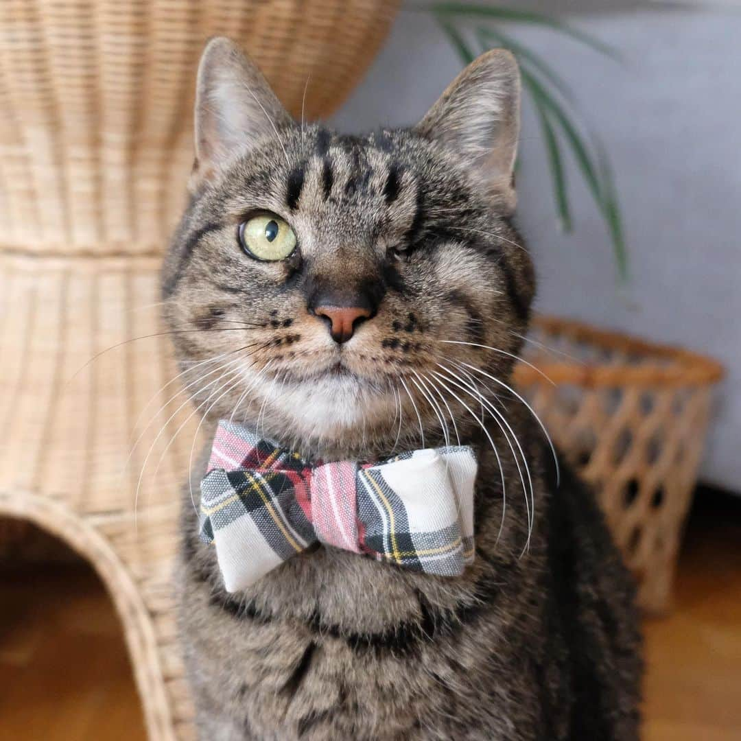 catinberlinさんのインスタグラム写真 - (catinberlinInstagram)「Sherlock Paws...searching for treats. 😼 www.catinberlin.com」7月11日 0時59分 - catinberlin