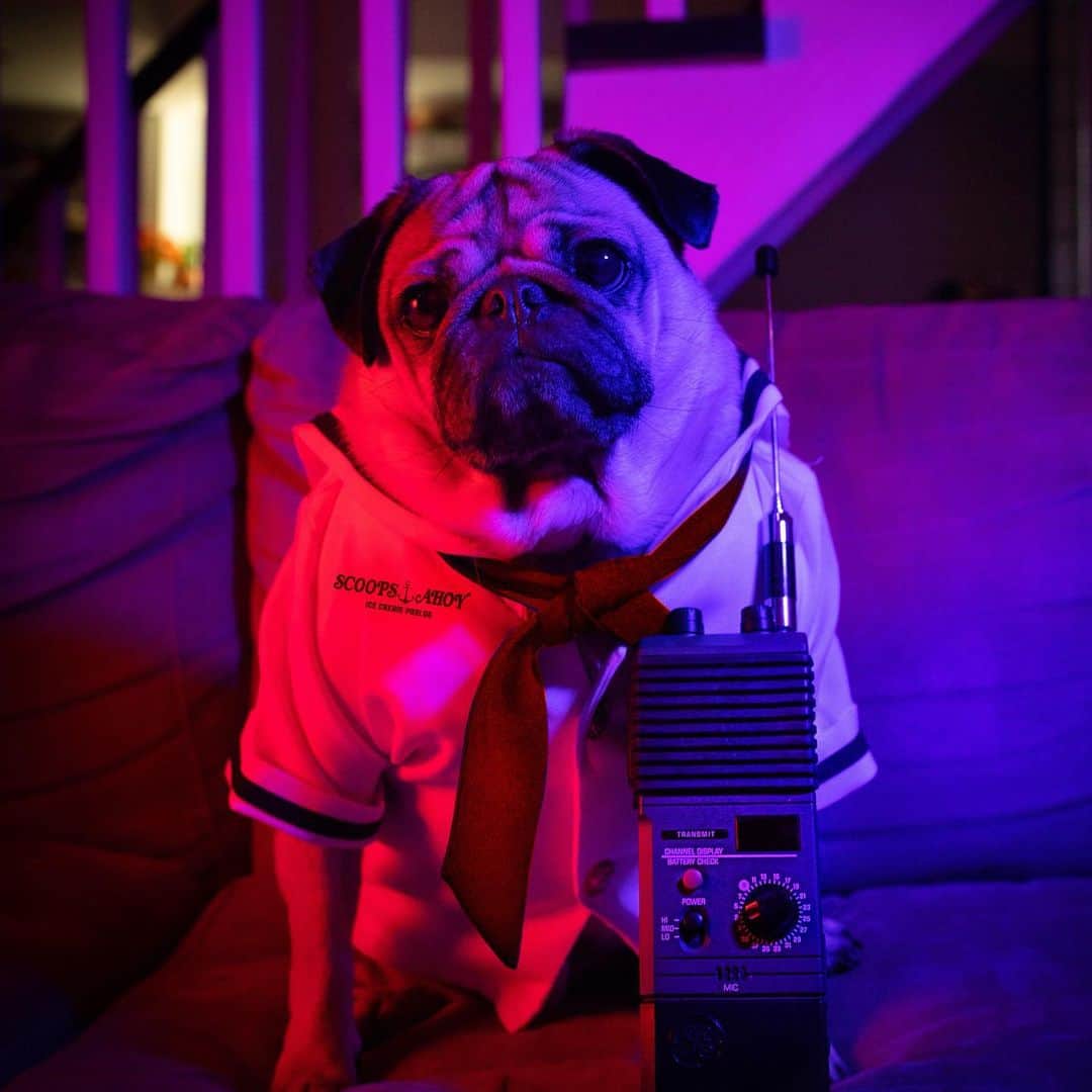 itsdougthepugさんのインスタグラム写真 - (itsdougthepugInstagram)「“Help, I can’t stop watching Stranger Things” -Doug」7月11日 1時04分 - itsdougthepug