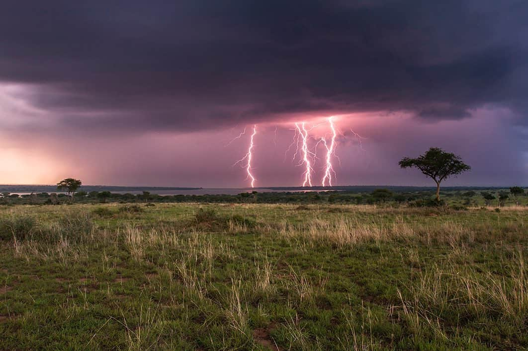 National Geographic Creativeさんのインスタグラム写真 - (National Geographic CreativeInstagram)「Photo by @ronan_donovan | Lightning strikes a purple horizon in Murchison Falls National Park, Uganda. #Dusk #Lightning #Uganda」7月11日 1時24分 - natgeointhefield