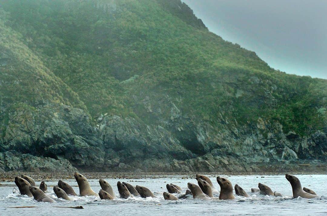 Thomas Peschakのインスタグラム：「Steller sea lions are true giants (up to 11 feet/ 3.2 m long) and are still fairly common along parts of Canada's west coast. Here populations of their preferred prey, sand lance and herring are relatively abundant. Further north in Alaska these oily, calorie rich fish have become rare and in turn sea lion populations have dramatically decline. #canada  #ocean #picoftheday #greatbearrainforest #coast @pacificwild」