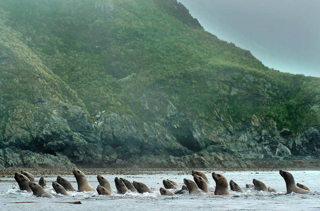 Thomas Peschakさんのインスタグラム写真 - (Thomas PeschakInstagram)「Steller sea lions are true giants (up to 11 feet/ 3.2 m long) and are still fairly common along parts of Canada's west coast. Here populations of their preferred prey, sand lance and herring are relatively abundant. Further north in Alaska these oily, calorie rich fish have become rare and in turn sea lion populations have dramatically decline. #canada  #ocean #picoftheday #greatbearrainforest #coast @pacificwild」7月11日 1時34分 - thomaspeschak