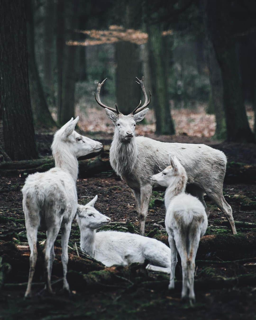 Discoveryさんのインスタグラム写真 - (DiscoveryInstagram)「“Ecological tourism is a journey to explore and preserve the natural and cultural environment.” 📸 + caption by Alexander Ladanivskyy (@ladanivskyy) . . . . #photography #photooftheday #explore #naturephotography #nature #potd #travelIG #wow #natureIG #explore #travel #Ukraine #forest」7月11日 1時43分 - discovery