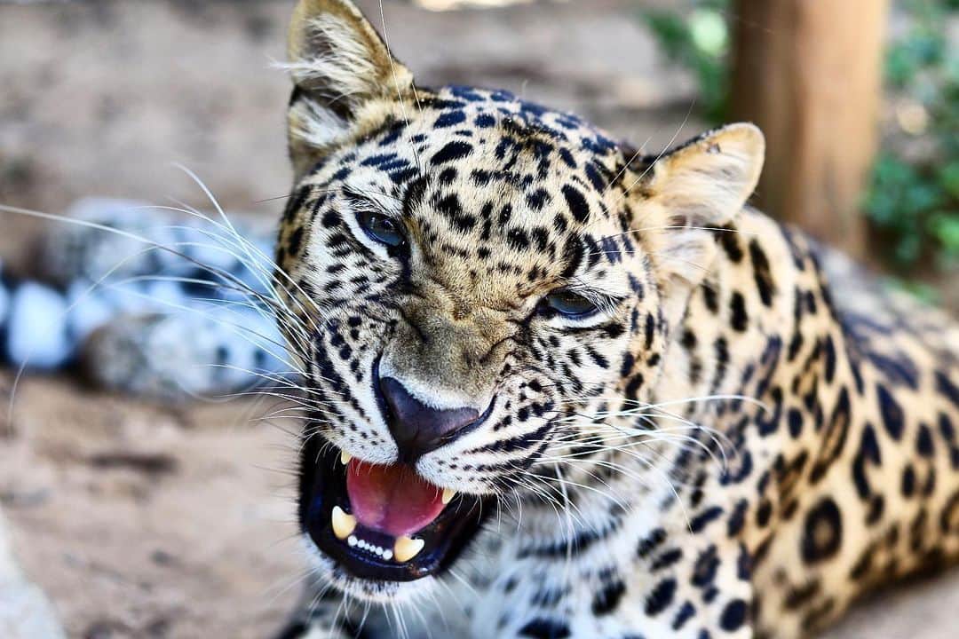 Zoological Wildlife Foundationさんのインスタグラム写真 - (Zoological Wildlife FoundationInstagram)「Masha is now almost three years old🐾 Of all the leopards, the Amur leopard is the most critically endangered with just about 84 left in the wild!  #amurleopard #leopard #endangeredspecies #conservation #zwfmiami #zwf」7月11日 1時41分 - zwfmiami