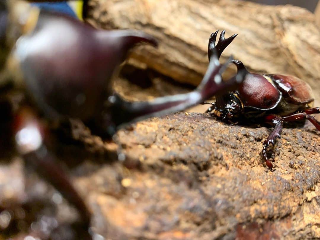 YOICHIのインスタグラム：「#勝負 #戦い #バトル #vs #カブトムシ #かぶとむし #カブト虫 #虫 #昆虫 #にらめっこ #対決 #かぶと #beetle #japanesehornedbeetle #Japaneserhinocerosbeetle #Japanese #insect #king #王様」
