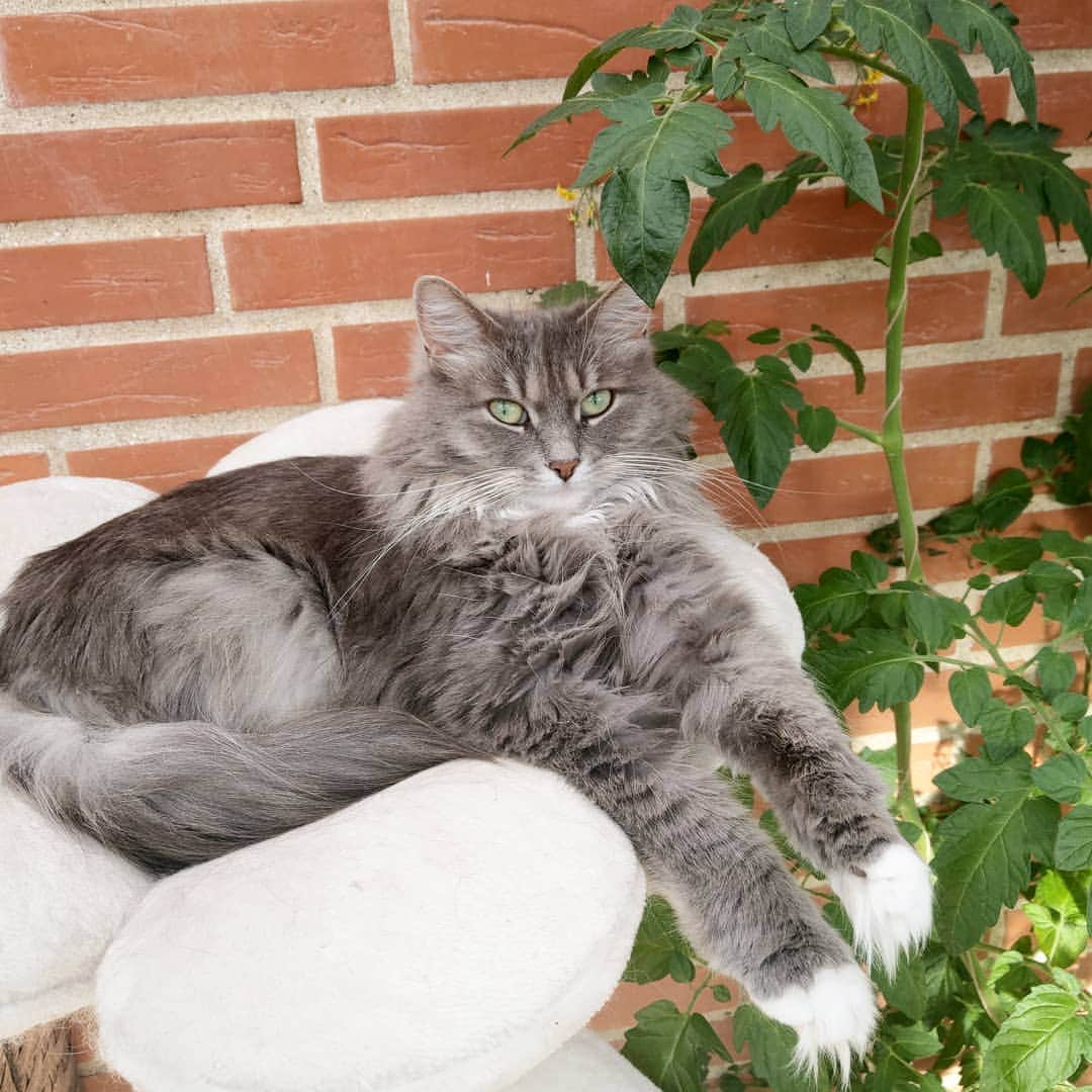 Nila & Miloさんのインスタグラム写真 - (Nila & MiloInstagram)「That tomato plant is pretty invasive, but it has still got nothing on my beautiful green eyes. 💚😻 #greeneyedgirl #tomatoplant #produce #siberiancat #kittylife」7月11日 2時12分 - nilamilo