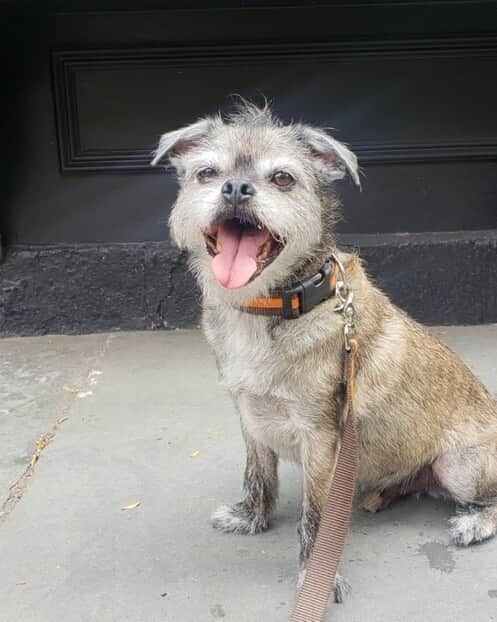 サンドラ・バーンハードさんのインスタグラム写真 - (サンドラ・バーンハードInstagram)「Geo fresh from his grooming @downtowndoghouse @manhattanpetnanny takes him on his rounds he’s a sophisticated man about town a gentleman from Tennessee」7月11日 3時14分 - sandragbernhard