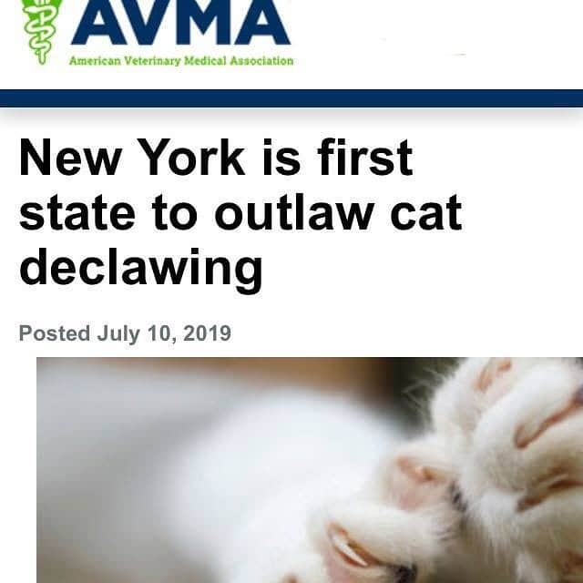 City the Kittyさんのインスタグラム写真 - (City the KittyInstagram)「Hey! Look what the American Veterinary Medical Association (AVMA) @avmavets just posted! 🙀😺 For more about the AVMA and declawing, google “City the Kitty AVMA.” #dinosaurs  #PawsNeedClaws  #NewYork #NY #catsofnewyork #veterinarymedicine #avma #veterinarian #stopdeclawing」7月11日 3時32分 - citythekitty