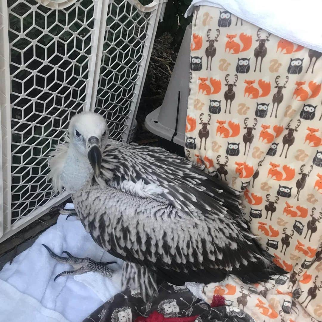 ジェニファー・ビールスさんのインスタグラム写真 - (ジェニファー・ビールスInstagram)「Just hangin’ out with majestic vultures, as one does on a Weds night. My new Cape Vulture friend Ronnie is 4 months old. She’s so sweet, social and soft! The other member of vulture royalty is a King Vulture. @lazoo」7月11日 14時44分 - thejenniferbeals