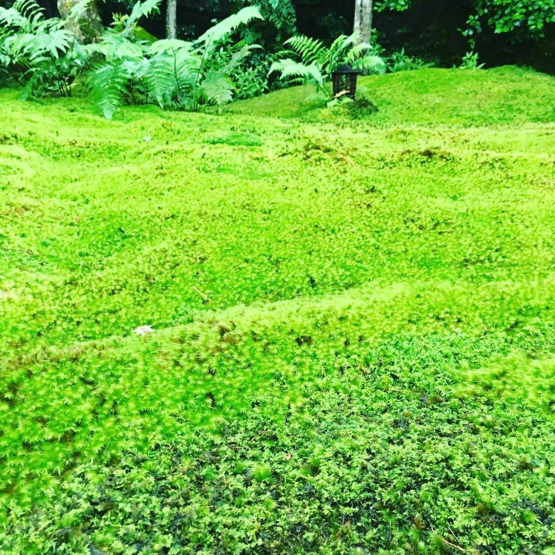 板谷由夏 さんのインスタグラム写真 - (板谷由夏 Instagram)「京都にいます 雨水をたっぷり含んだ苔が 本当に美しくこちらまで潤います 雨の京都もまたいいです」7月11日 14時46分 - yukaitaya