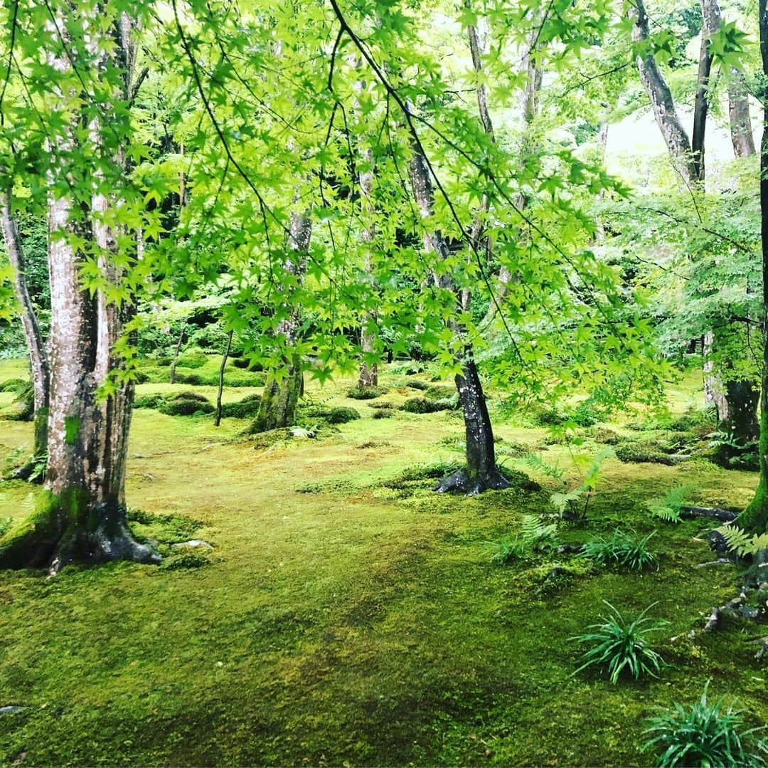 板谷由夏 さんのインスタグラム写真 - (板谷由夏 Instagram)「京都にいます 雨水をたっぷり含んだ苔が 本当に美しくこちらまで潤います 雨の京都もまたいいです」7月11日 14時46分 - yukaitaya