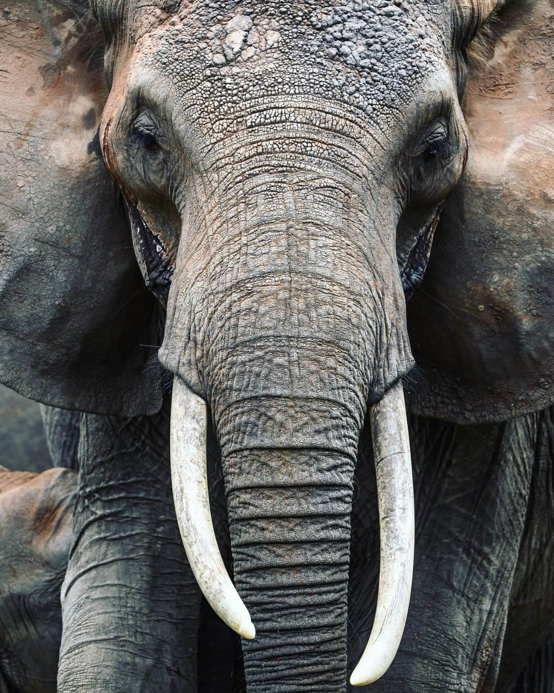 Nikon Australiaさんのインスタグラム写真 - (Nikon AustraliaInstagram)「"There is no animal like the African elephant. Immensely beautiful. Gentle yet powerful. We met this beauty while exploring Tanzania’s Tarangire National Park. She lingered for just a brief moment and then turned and disappeared into the bush; luckily I nailed a few frames before she was gone.  This was my first time using the NIKKOR 500mm f/5.6E PF lens with my Z6. The image quality from the Z6 at high ISO is incredible and the compact size of the 500mm make this combo an essential tool for travel. I shot this picture handheld with no bulky gimbal or tripod! A few years ago this would not have been possible. It is amazing that you can confidently increase your ISO to achieve a proper shutter speed for this longer focal length and know that your image file is going to be crisp and beautiful. I am so excited to continue using these tools and pushing the limits of what is possible." - @taylorglenn  Camera: Nikon #Z6 Lens: Nikon AF-S NIKKOR 500mm f/5.6E PF ED VR Lens Settings: ISO 800 | f/5.6 | 1/1250s  #MyNikonLife #Nikon #NikonAustralia #NikonTop #Photography #DSLR #WildLifePhotography #Nikkor #NikonZSeries #NikonZ6」7月11日 13時30分 - nikonaustralia