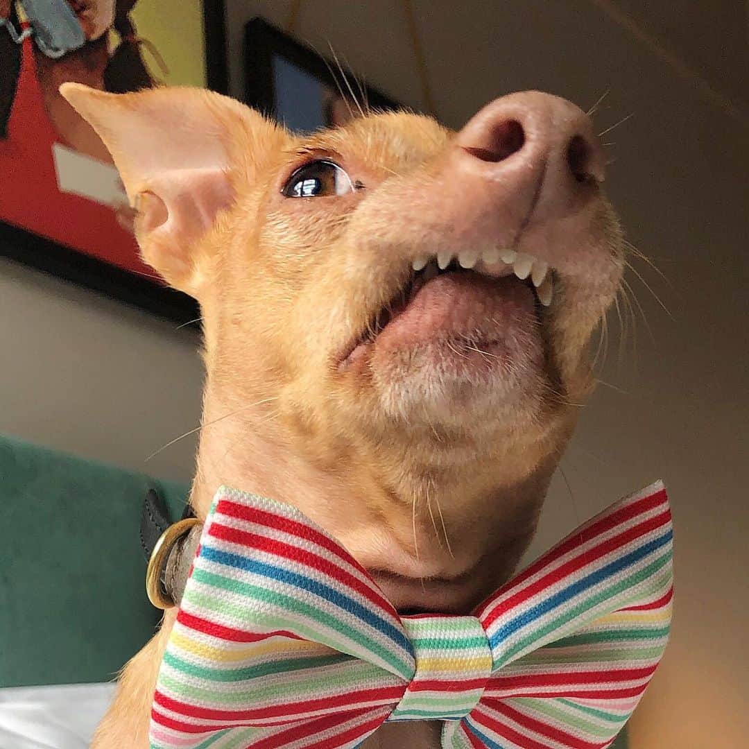 Tuna {breed:chiweenie} さんのインスタグラム写真 - (Tuna {breed:chiweenie} Instagram)「Someone had a fun day filming at @hotelclermont today! Just look at that face!  It says it all! 😂 #FUN」7月11日 6時04分 - tunameltsmyheart