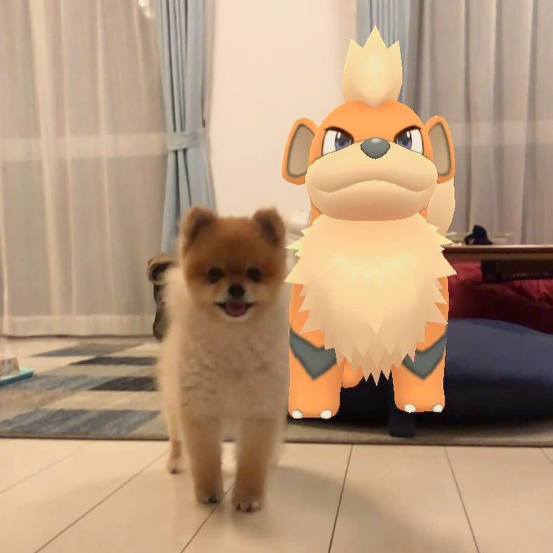 RIO POMEのインスタグラム：「お友達がやってきました❣️ ガーディちゃんというそうです✨  #ポメラニアン #pomeranian  #犬 #dog #dogstagram#doglover #愛犬 #わんこ #ポメラニアン大好き #ポメラニアンが世界一可愛い #pom #ぽめらにあん #ポメ#pomeraniansofinstagram  #pomeranianlove #ふわもこ部 #いぬバカ部 #癒しわんこ#instapic#pomstagram #puppy #dogsofinstagram #cute#cutedog」