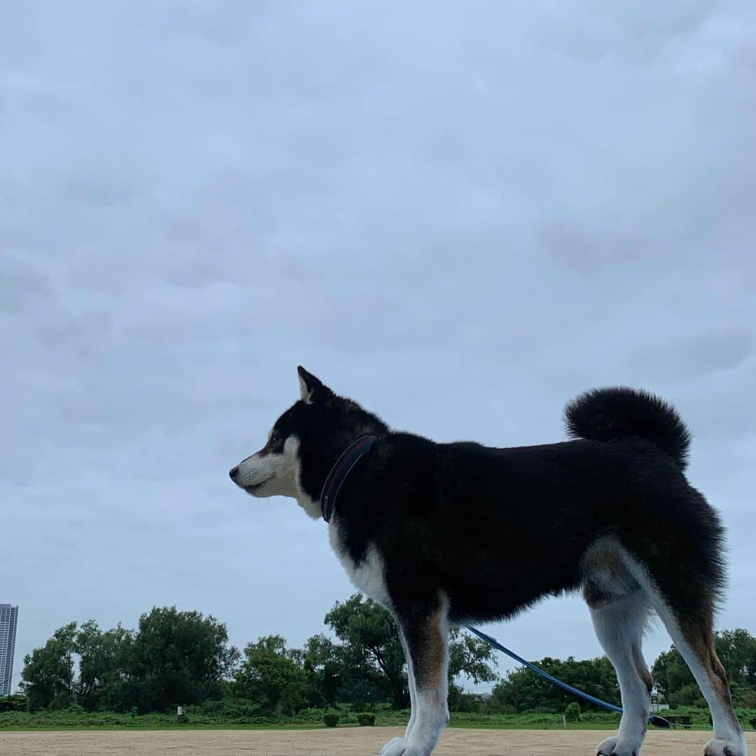 くろさんのインスタグラム写真 - (くろInstagram)「☁️曇天朝んぽ🐾 #朝んぽ #曇天 #kuroshiba #blackshiba #shibainu #shibastagram #instadog #dogstagram #柴犬 #黒柴 #黑柴 #日本犬 #和犬 #シニア犬 #癒し犬 #いぬら部 #ふわもこ部 #柴犬部 #モフモフ生命体 #柴犬のいる暮らし #わんこのいる暮らし #わんこのいる生活 #わんこと一緒 #わんダフォ #わんだふるjapan」7月11日 6時24分 - m6bmw