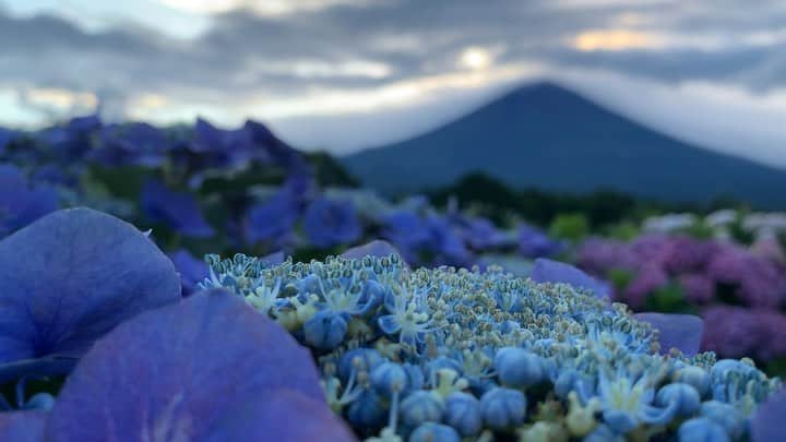 のインスタグラム：「. 🤩🤩“Shizuoka” prefecture in Japan is a place where you can see the most “phantastic” Mt. Fuji🗻 in the world.🤩 #富士山 #mtfuji #japan #shizuoka #fujinomiya  #phantastic420photography #mostphantasticmtfuji #selamatpagi  #goodmorning  #おはようございます 😇😇😇😇😇😇😇🗻😇😇 #rwc2019_moment #rwc2019フォトコン #shizuoka  @make_the_moment」