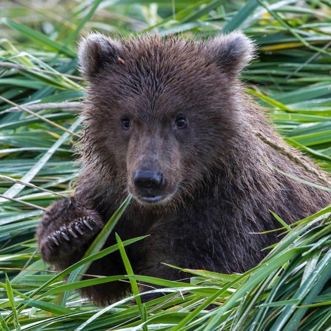 レオナルド・ディカプリオさんのインスタグラム写真 - (レオナルド・ディカプリオInstagram)「#Regram #RG @paulnicklen: All that a grizzly bear from Alaska should worry about is its next meal, saving energy, the whereabouts of other bears, and gaining weight for the long winter hibernation ahead. What they should not be worrying about is human encroachment, mining activity, who is going to put a bullet in them from a cowardly distance, roads being built through fragile habitat, toxic mining chemicals flowing down its salmon bearing streams, harassment by low flying mining helicopters, excessive noise and overall destruction of its habitat. Thank you to everyone who weighed in on the Pebble Mine. We need you and so do these bears. Thank you for lending your voice, power and might in this cause. Go to the link in my bio. #nopebblemine With @ericnixonphoto and @liannanixon」7月11日 6時33分 - leonardodicaprio