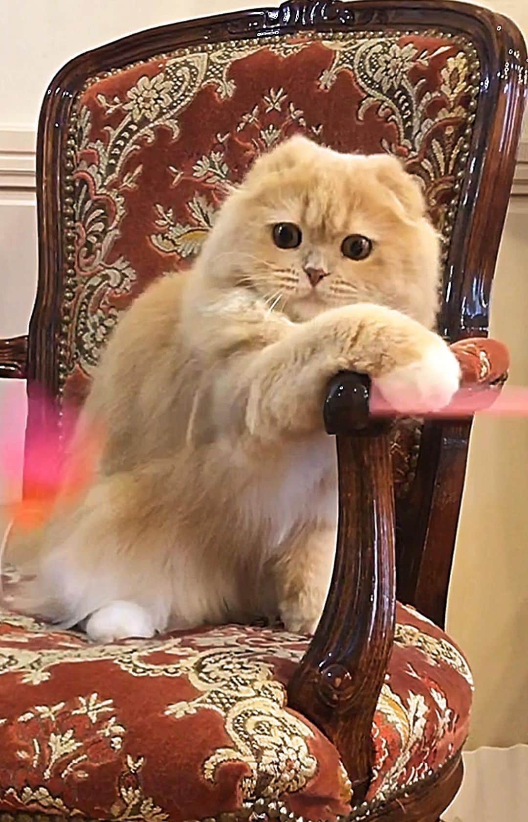 のインスタグラム：「. . お土産のじゃらし破壊しちゃうほど 遊んでもらったにゃ🤣 おねんねしてもピトッと離れにゃい💗 . thanks @fruitamhr @22_savao_22 @cuzco917 @fujicoco46 . #ベルちゃん #すずちゃん ・ NAME : Bell  ベルちゃん Breed : minuet  ミヌエット 🎂 : 2016.5.15  3歳 ・ NAME : Suzu すずちゃん Breed : Scottish fold スコティッシュフォールド 🎂 : 2018.3.21  1歳」