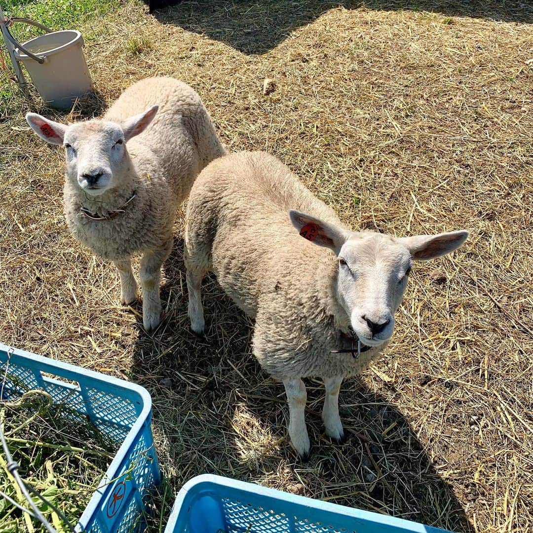 奈良美智さんのインスタグラム写真 - (奈良美智Instagram)「new born puppies (Hokkaido dog), sweet old dog, my favorite cat (pico), two young sheep, found wild baby rabbits (they lost their parents and will be released in a week).」7月11日 7時16分 - michinara3