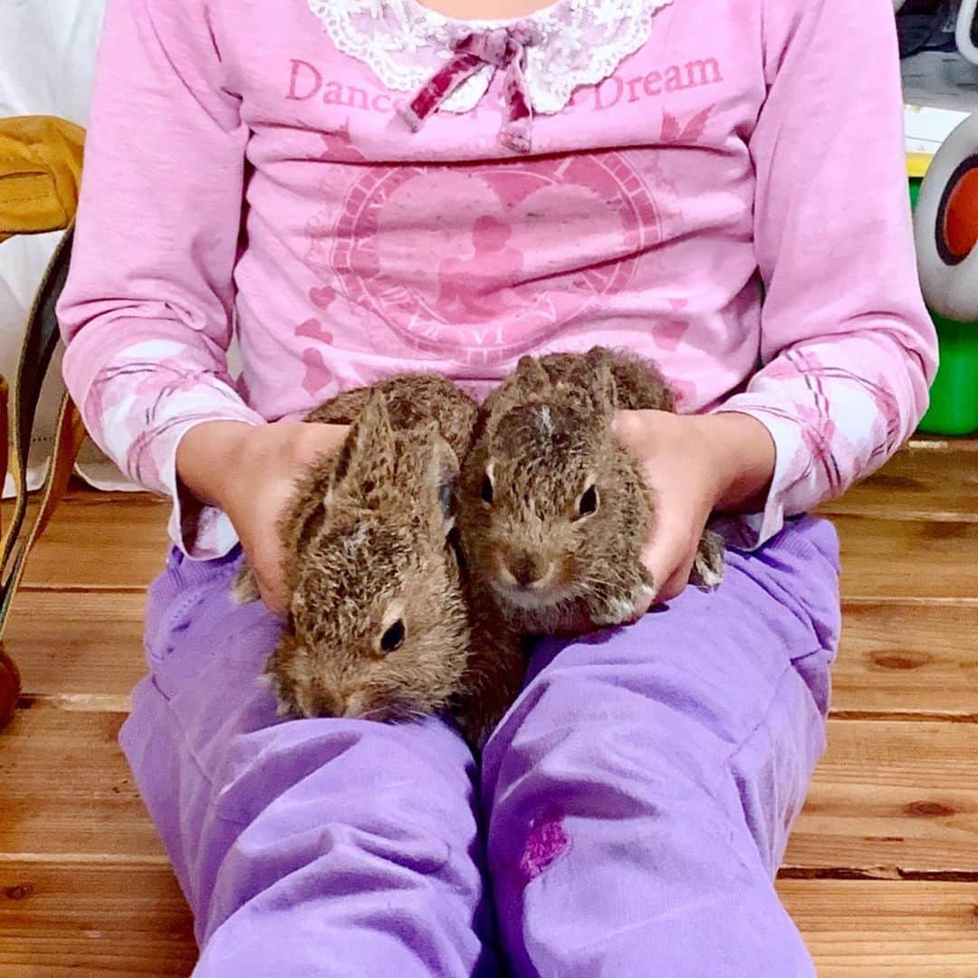 奈良美智さんのインスタグラム写真 - (奈良美智Instagram)「new born puppies (Hokkaido dog), sweet old dog, my favorite cat (pico), two young sheep, found wild baby rabbits (they lost their parents and will be released in a week).」7月11日 7時16分 - michinara3