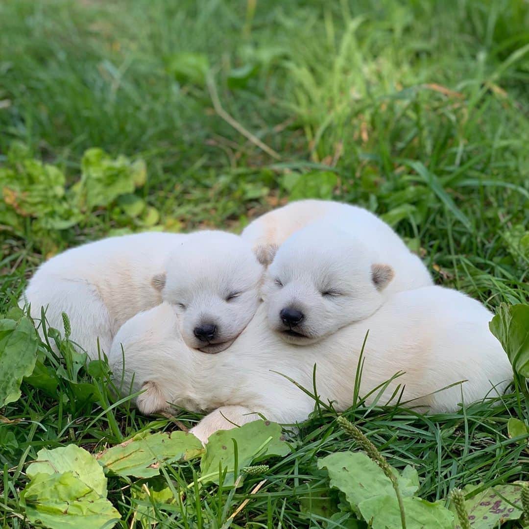 奈良美智のインスタグラム：「new born puppies (Hokkaido dog), sweet old dog, my favorite cat (pico), two young sheep, found wild baby rabbits (they lost their parents and will be released in a week).」