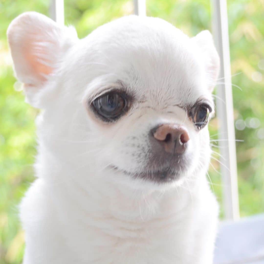 KORIKIのインスタグラム：「おはようございます♪ * #好きな表情 #dogofsapporo #dog, #dogs, #dogstagram,#chihuahua,#犬バカ部,#チワワ,#koriki, #hanadog #白スムチ連合会, #スムチー,  #dogofthedayjp, #dogoftheday  #ilovemydog #instadog #instapet #WhiteChihuahua  #吉娃娃 #치와와  #dogsofinstagram #Chihuahualover  #チワワの輪 #barkbox #WhiteChihuahuaParty #もふもふモフモフ」