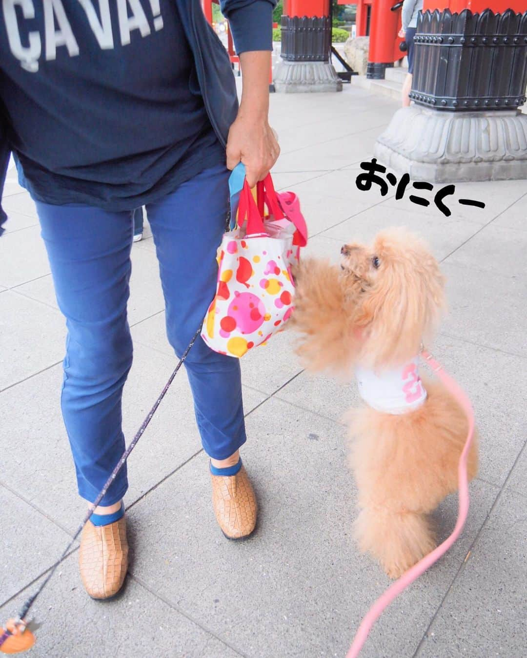 Toypoodle Mikuru?Asakusa Tokyoさんのインスタグラム写真 - (Toypoodle Mikuru?Asakusa TokyoInstagram)「20190711 Thursday. Good morning! Friends 💖 涼しい朝はお散歩しやすい😄 . ❶ 宝蔵門からおはよ🥰 ❷ お久しぶりです。みくるの法則動画 ❸ オネダリ ❹ やべ、気抜いちゃった . ほおずき市も終わり 夏本番たぜ🏄‍♀️ と言いたいところですが、梅雨明けはまだですか？🤔 . #宝蔵門 #血の浅草寺 でした #木曜日つらい」7月11日 7時35分 - purapura299