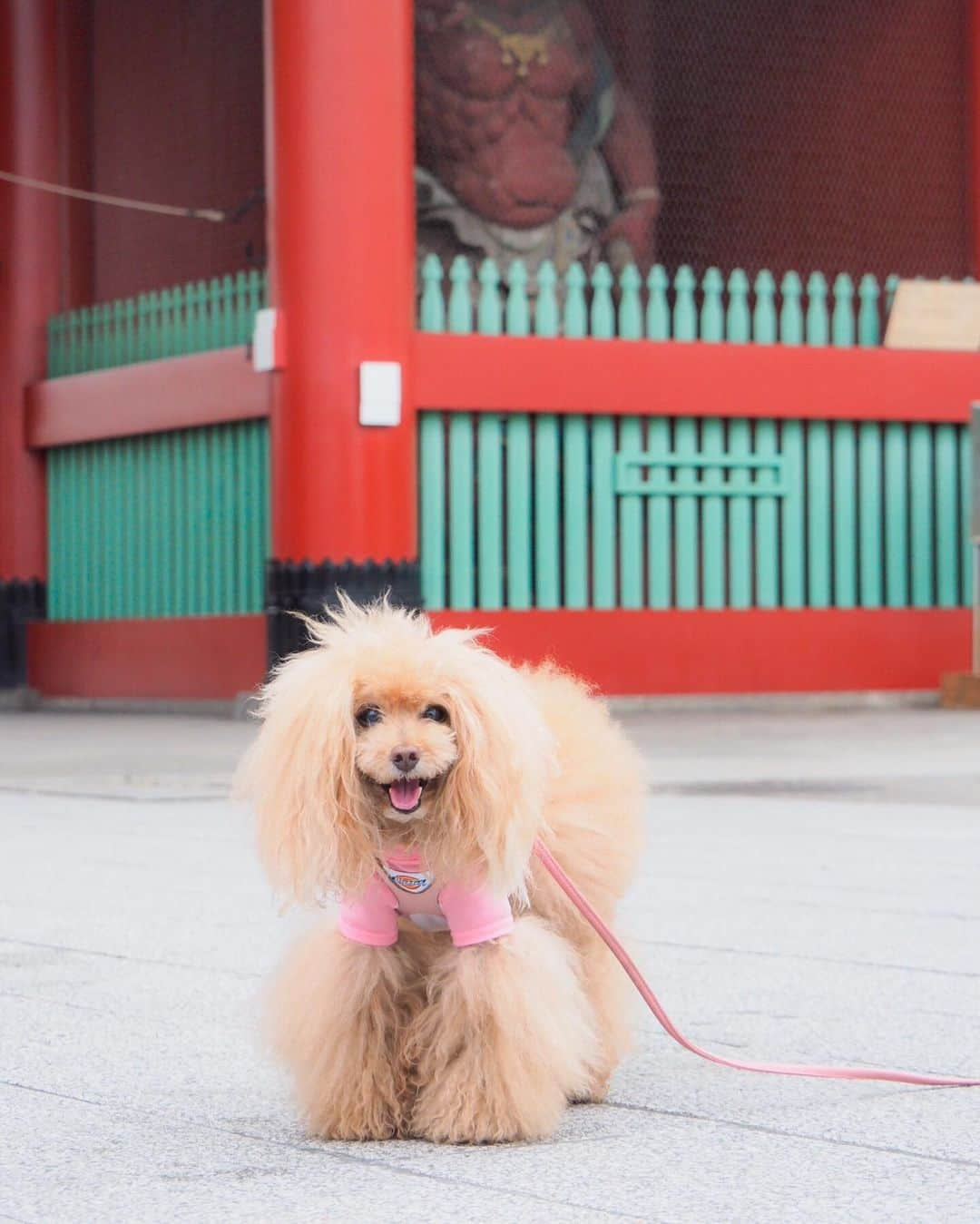 Toypoodle Mikuru?Asakusa Tokyoのインスタグラム