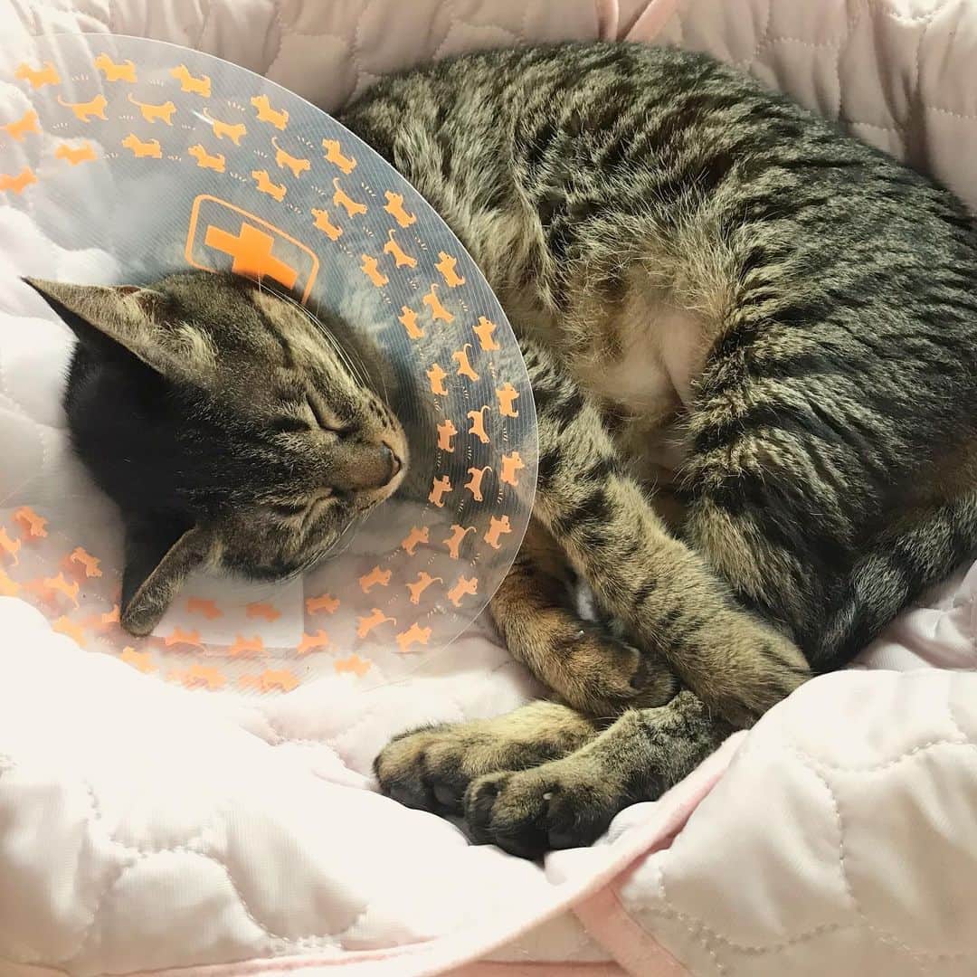 小嶋晶子のインスタグラム：「Zzz...🐈🐾 #cat #cats #browntabby #catsofinstagram #catstagram #neko #nekostagram #ねこ #ねこ部 #ねこすたぐらむ #きじとら #きじとらねこ #きじとら女子 #きじとら部 #ネコ #ネコ部  #キジトラ #キジトラネコ #キジトラ部 #かぎしっぽ #かぎしっぽ猫部 #カギしっぽ #カギしっぽ猫 #お腹ハゲてる」