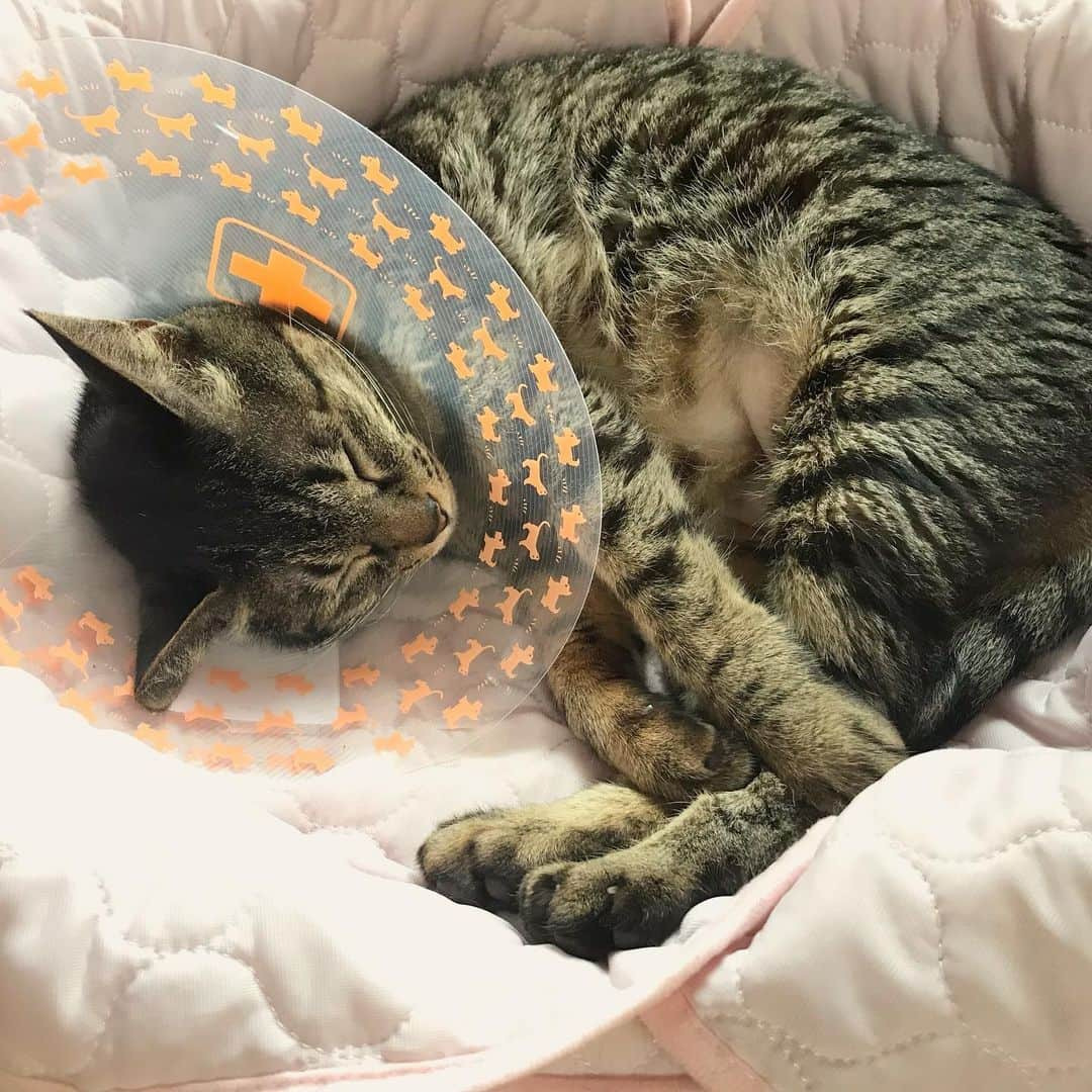 小嶋晶子さんのインスタグラム写真 - (小嶋晶子Instagram)「Zzz...🐈🐾 #cat #cats #browntabby #catsofinstagram #catstagram #neko #nekostagram #ねこ #ねこ部 #ねこすたぐらむ #きじとら #きじとらねこ #きじとら女子 #きじとら部 #ネコ #ネコ部  #キジトラ #キジトラネコ #キジトラ部 #かぎしっぽ #かぎしっぽ猫部 #カギしっぽ #カギしっぽ猫 #お腹ハゲてる」7月11日 7時59分 - kojimamajiko