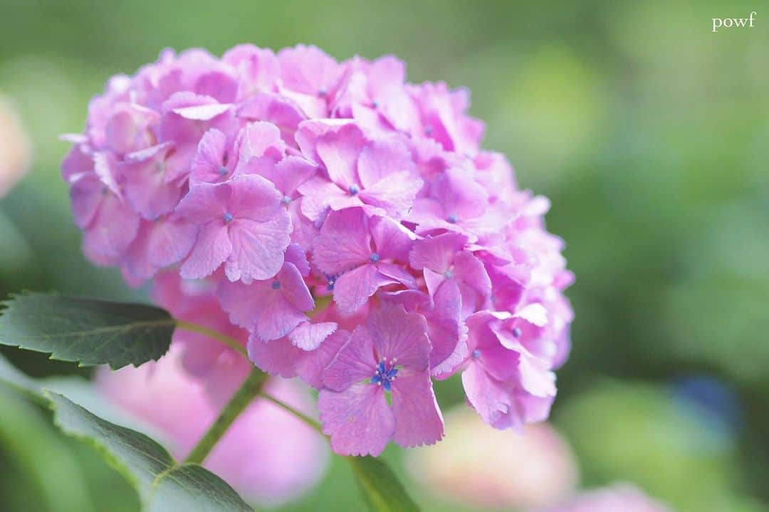 anemone_69のインスタグラム：「. また「いいね」できなくなってしまいました😩 . . . #hydrangea #アジサイ #あじさい #紫陽花 . ✤ .」