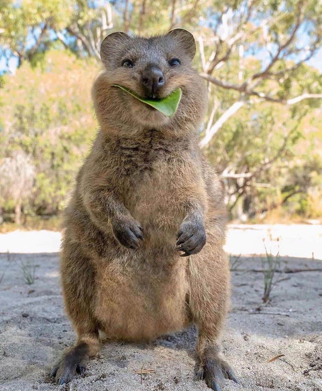 WildLifeさんのインスタグラム写真 - (WildLifeInstagram)「Happy Quokka😍 Which one is your favorite? 1, 2, or 3?🙈 Photo by @cruzysuzy」7月11日 8時12分 - wildlifepage