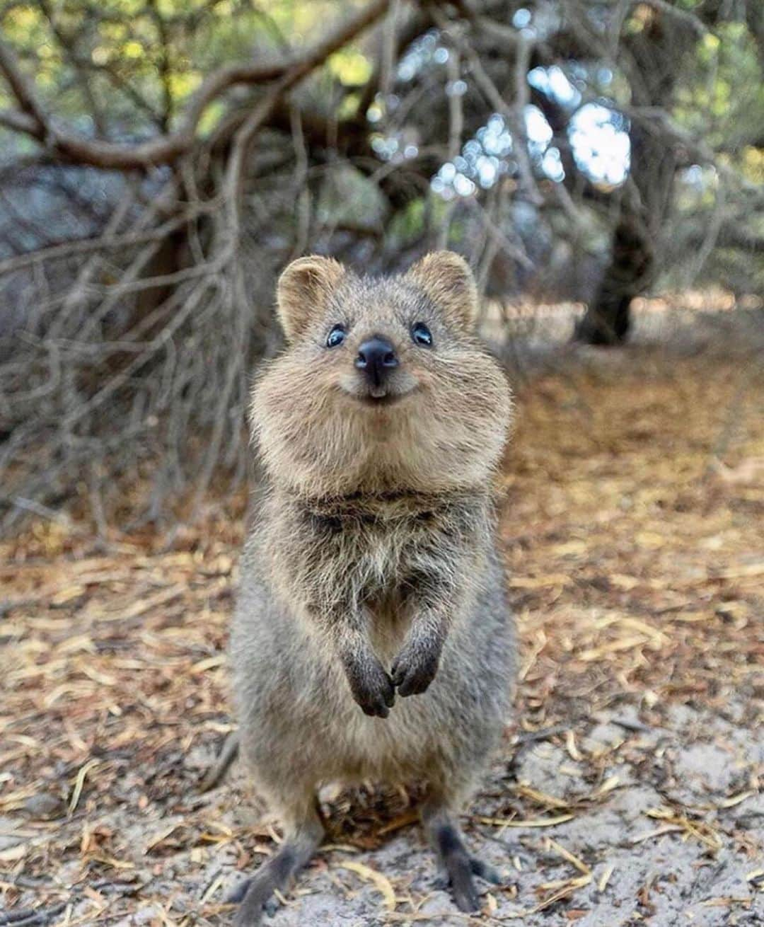 WildLifeさんのインスタグラム写真 - (WildLifeInstagram)「Happy Quokka😍 Which one is your favorite? 1, 2, or 3?🙈 Photo by @cruzysuzy」7月11日 8時12分 - wildlifepage