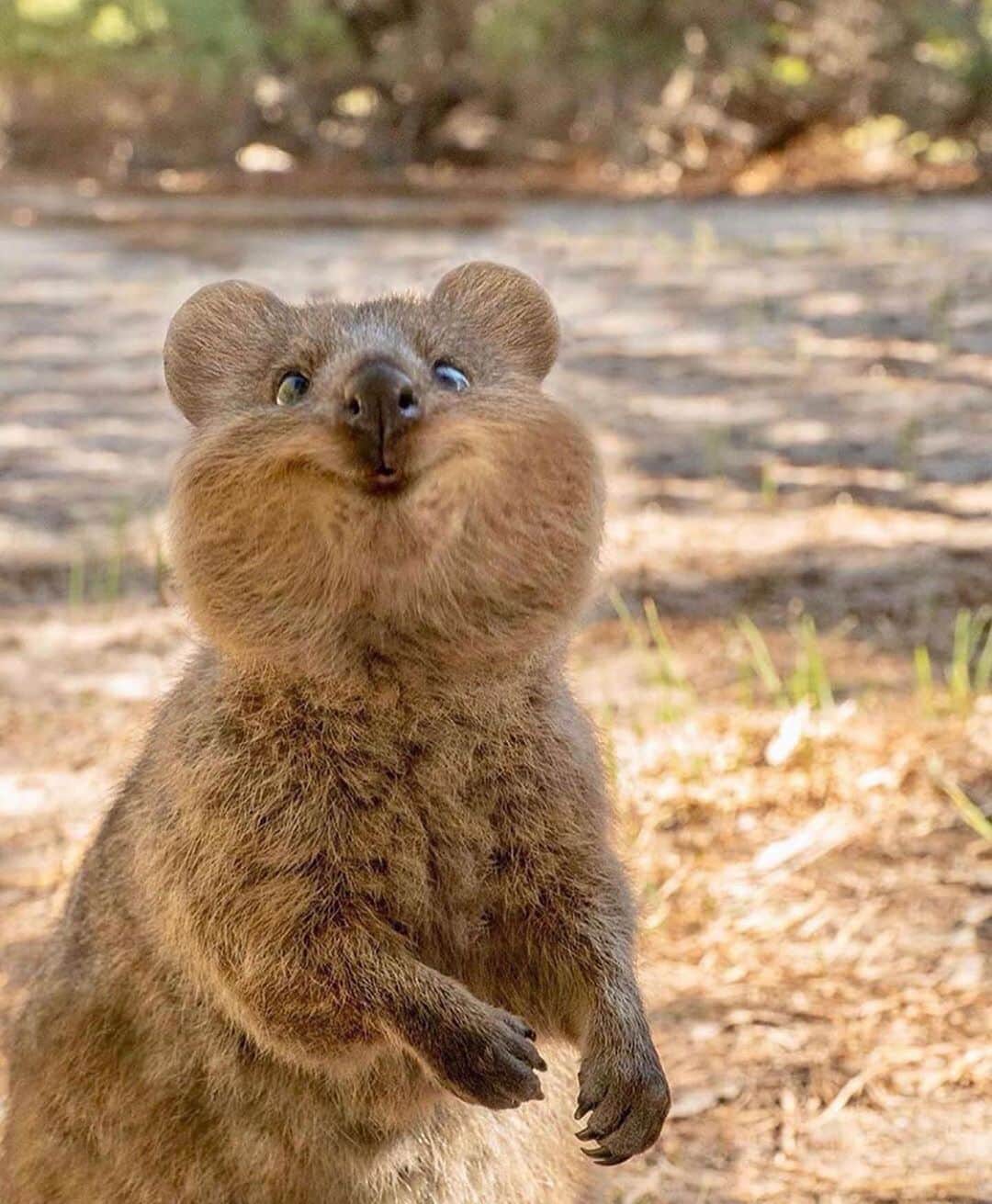 WildLifeのインスタグラム：「Happy Quokka😍 Which one is your favorite? 1, 2, or 3?🙈 Photo by @cruzysuzy」