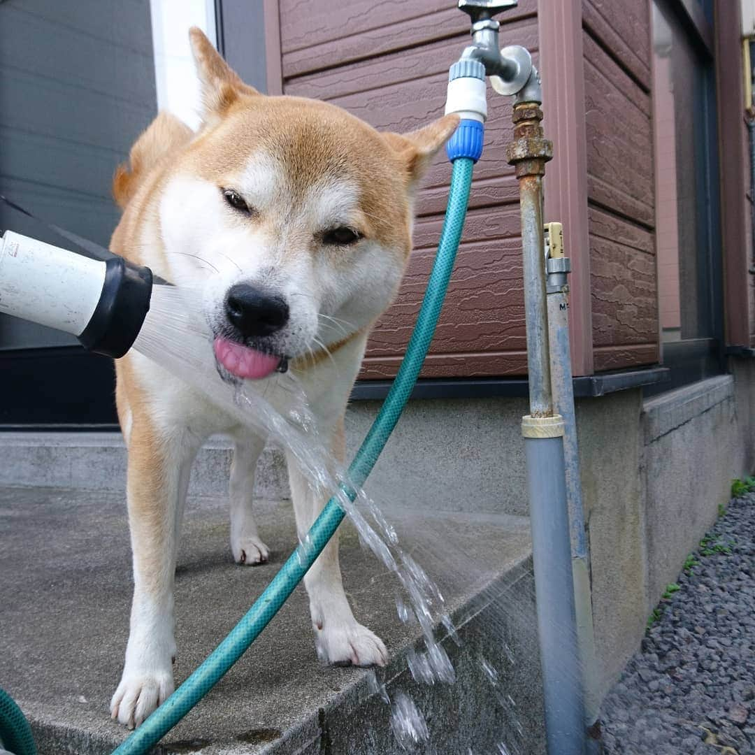 柴犬⭐️サスケさんのインスタグラム写真 - (柴犬⭐️サスケInstagram)「おはわん #朝ん歩#💩 #直飲み#水#茶助#犬ら部#ふわもこ部」7月11日 8時12分 - shiba20150405