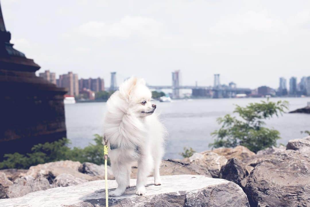 Buddy Boo Blueさんのインスタグラム写真 - (Buddy Boo BlueInstagram)「Smiling upon Brooklyn today 😊 We are so proud of our little Beanie and his giant sized resilient heart. And we are so thankful for @bunnysbuddies and @domosfriends for rescuing him from the shelter he was sitting in and matching him to us. So much love and gratitude ❤️」7月11日 8時18分 - buddyboowaggytails