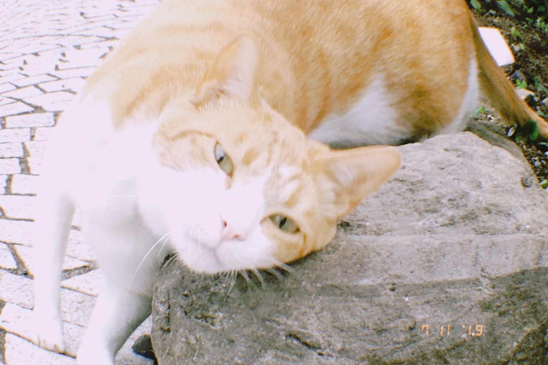 浅田信一さんのインスタグラム写真 - (浅田信一Instagram)「🏃‍♂️🏃‍♂️🏃‍♂️ いつものコースを6km。今月の走行距離は現在52.3km。タイムも1km6分10秒くらいで戻ってきた。やればできる！  本日出会った招き猫はこちらです💁‍♂️」7月11日 8時20分 - asada_shinichi