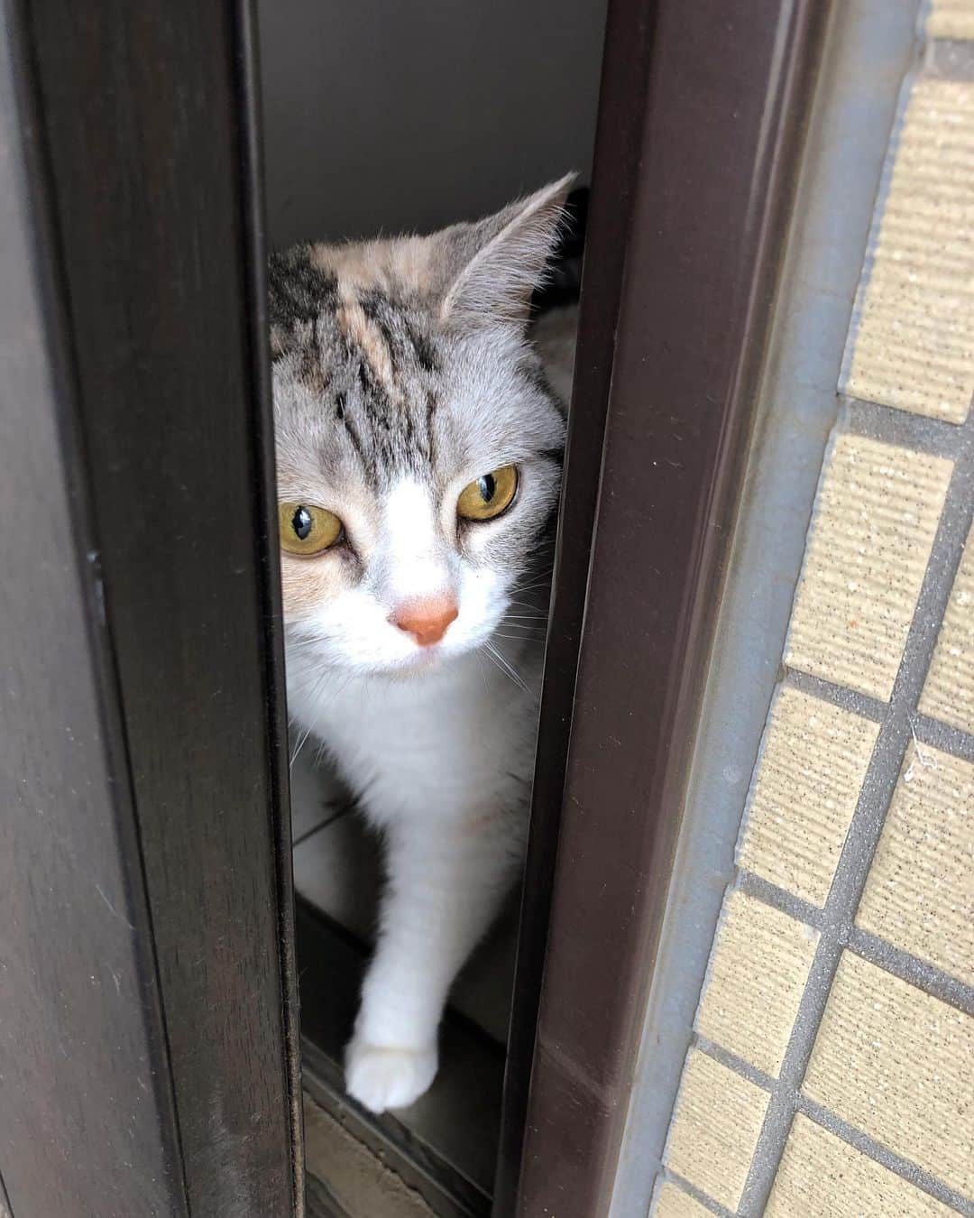 ホタテ＆クラム＆シラスのインスタグラム：「仕事について来ようとする猫 #cat #neko #ScottishFold #猫 #ねこ #スコティッシュフォールド #catstagram #instagram #instagramjapan #ig_japan #igersjp」