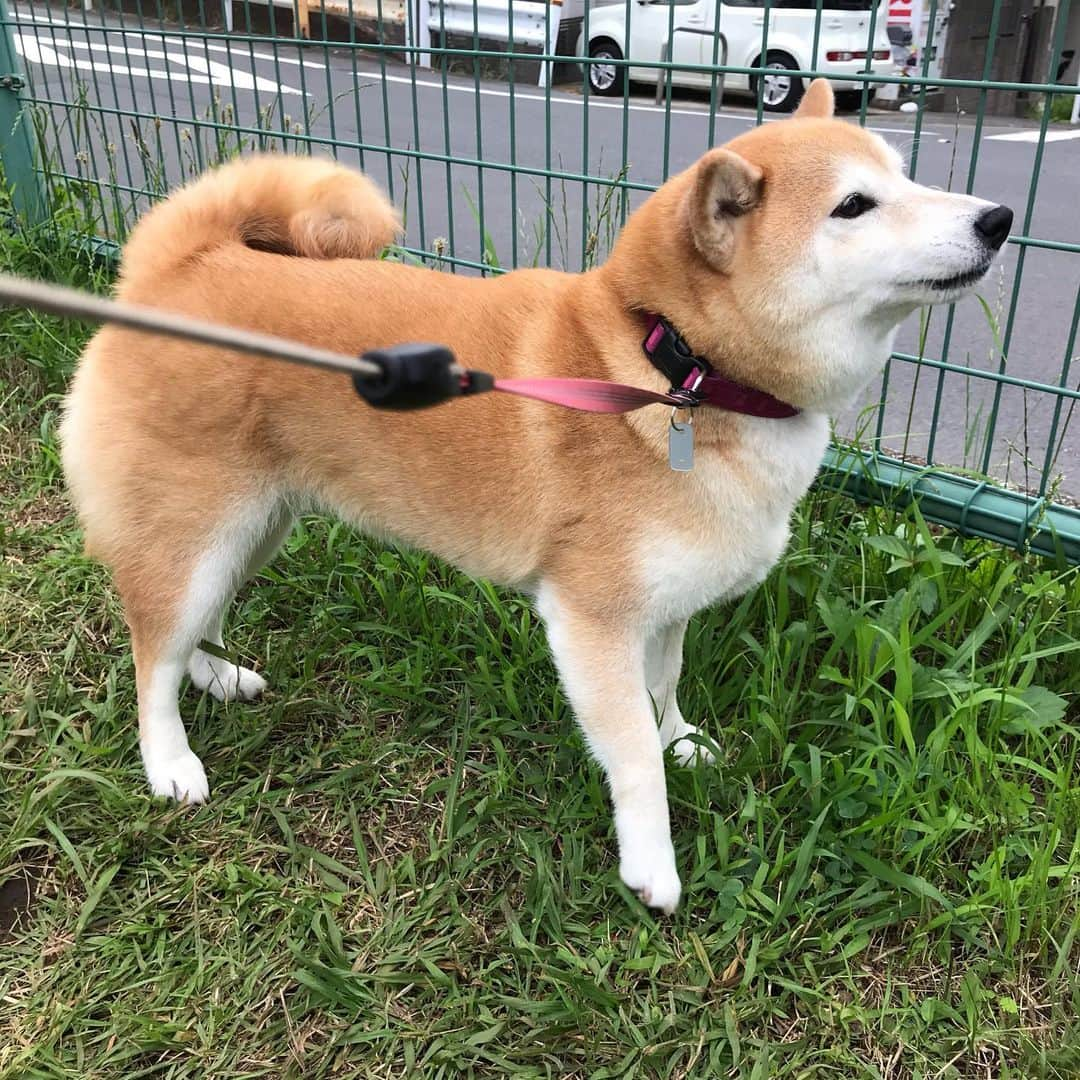 柴犬のモモさんのインスタグラム写真 - (柴犬のモモInstagram)「おはようございます。久々に大好きなお友達ワンコのパパさんに会いました #いぬ #イヌ #犬 #柴犬 #赤柴 #日本犬 #犬バカ部 #ふわもこ部 #いぬら部 #癒しわんこ #柴犬マニア #犬のいる暮らし #口角キュキュッと部 #shiba #shibainu #shibadog #dogstagram #dogsofinstagram #shibastagram #shibasofinstagram #shibamania #inu #instadog #toyota_dog」7月11日 8時32分 - shi_ba_i_nu_momo